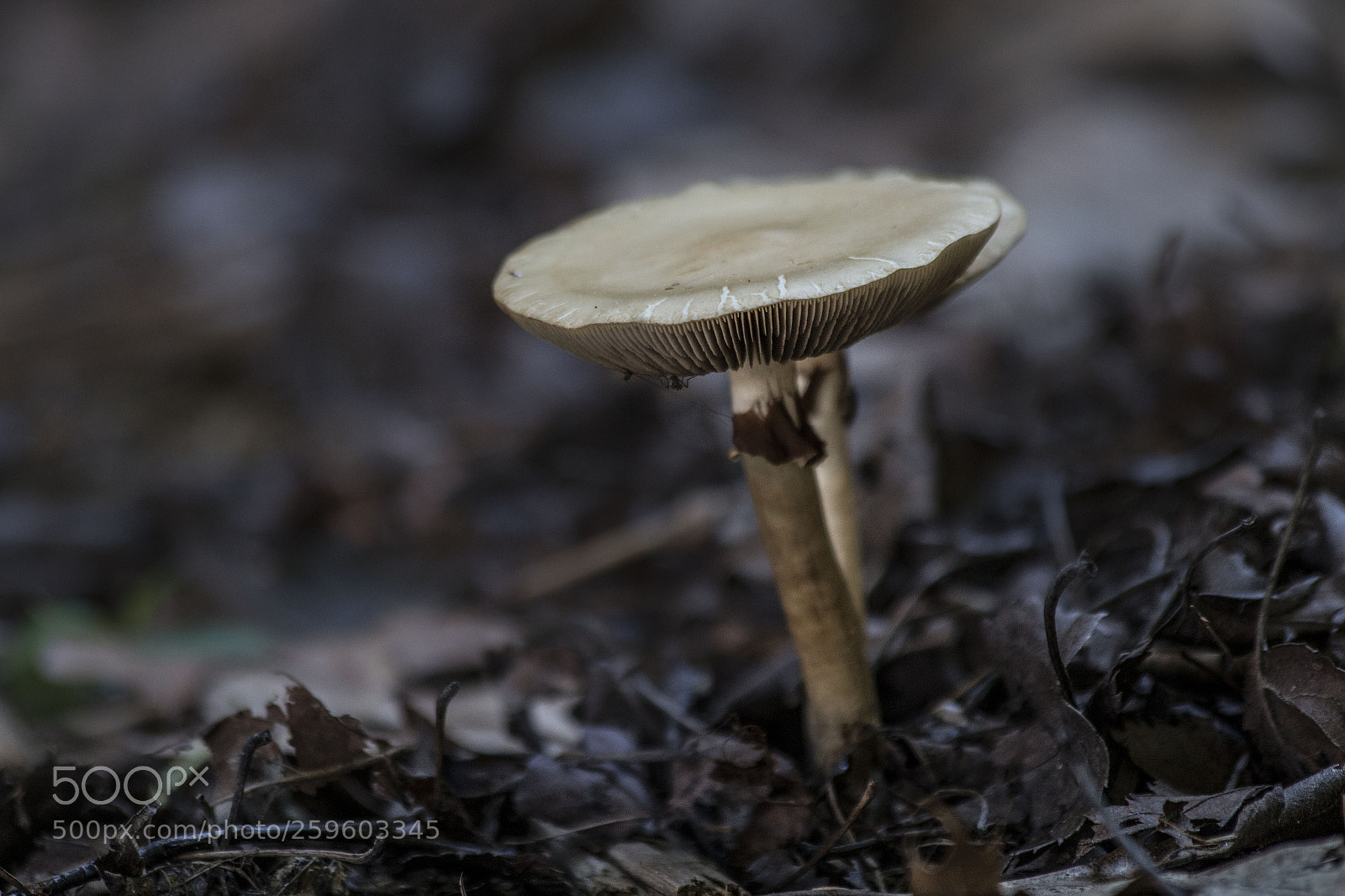 Canon EOS 70D sample photo. Mushroom photography