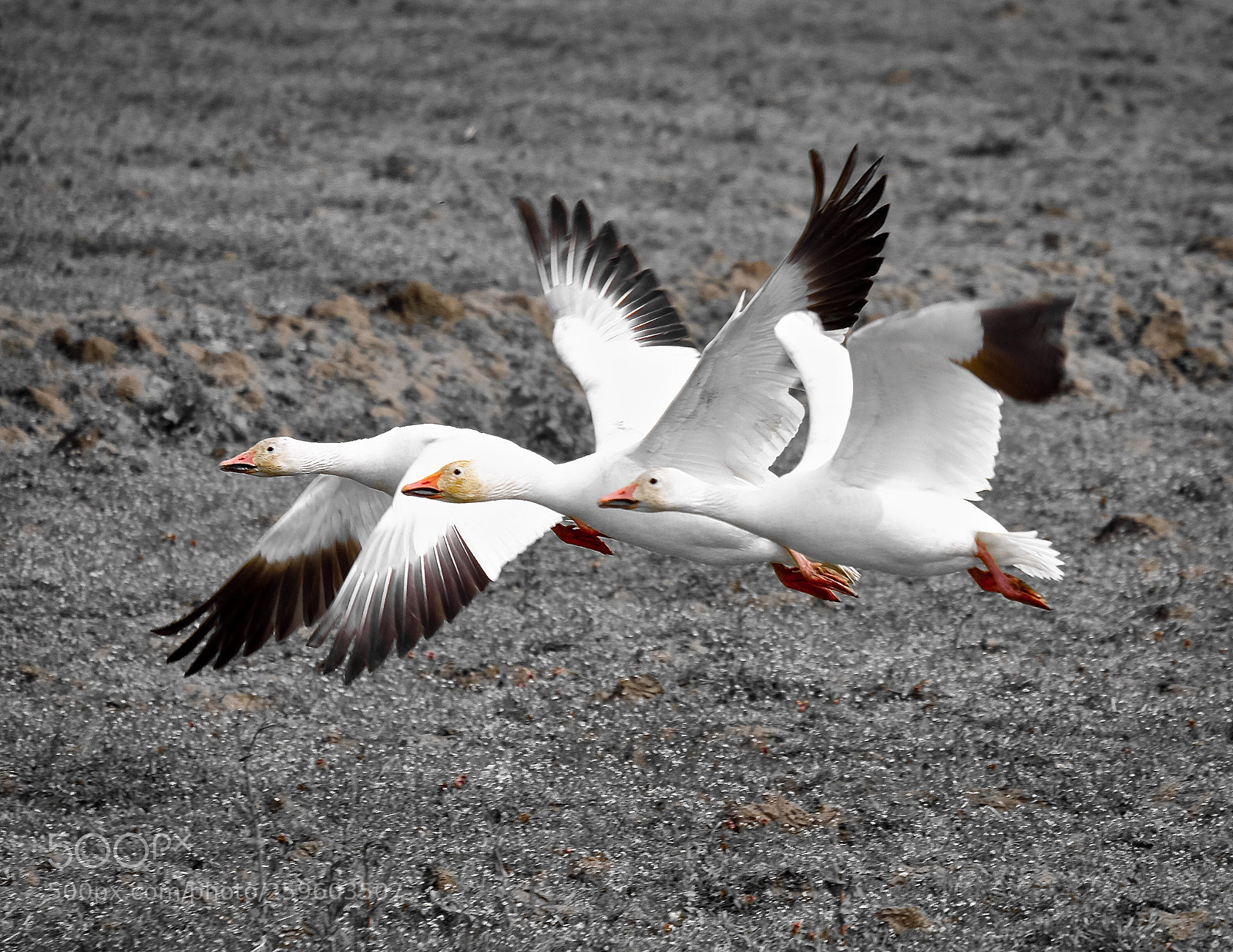 Fujifilm X-T1 sample photo. Snow geese photography
