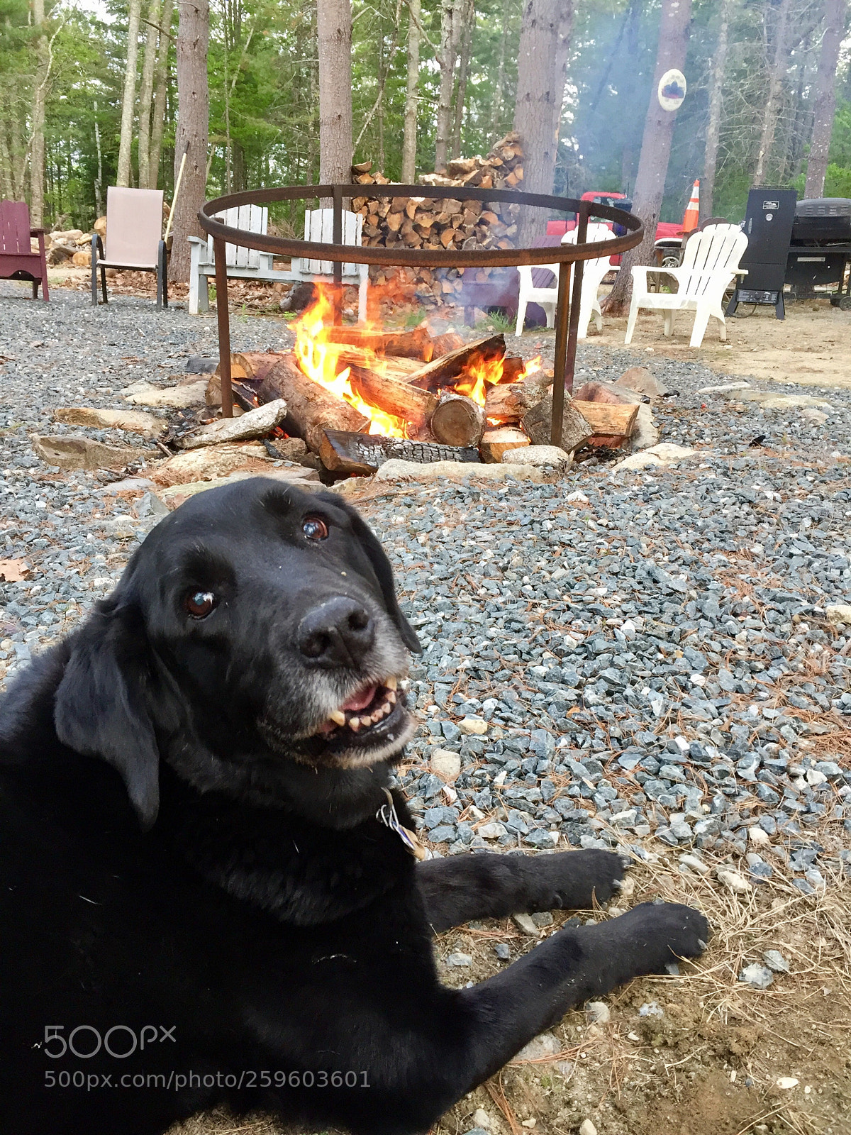 Apple iPhone 6 sample photo. Lucky relaxing at camp photography