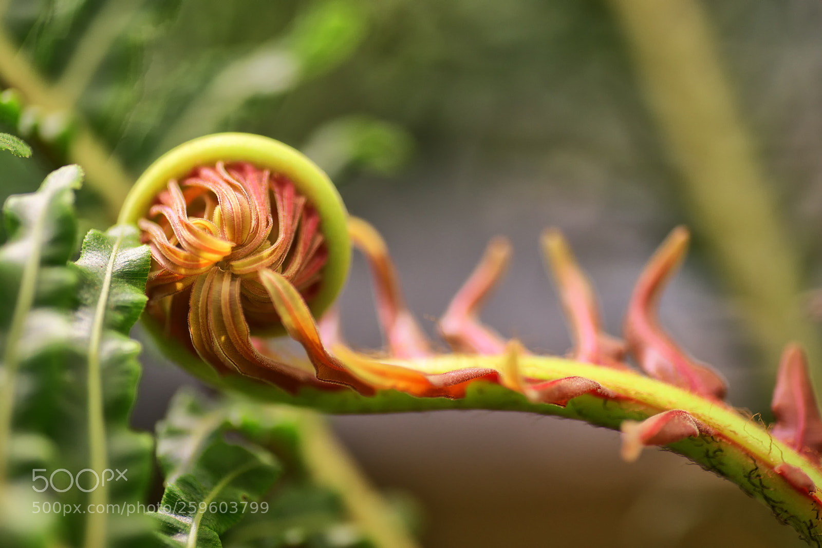Nikon D810 sample photo. Fern photography