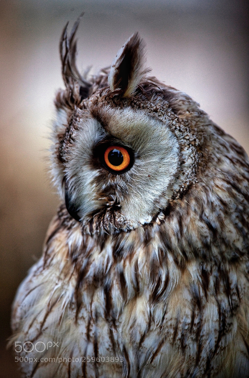 Canon EOS 5D Mark II sample photo. Long-eared owl (asio otus) photography
