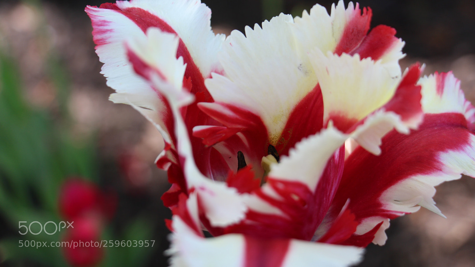 Canon EOS 650D (EOS Rebel T4i / EOS Kiss X6i) sample photo. Img photography