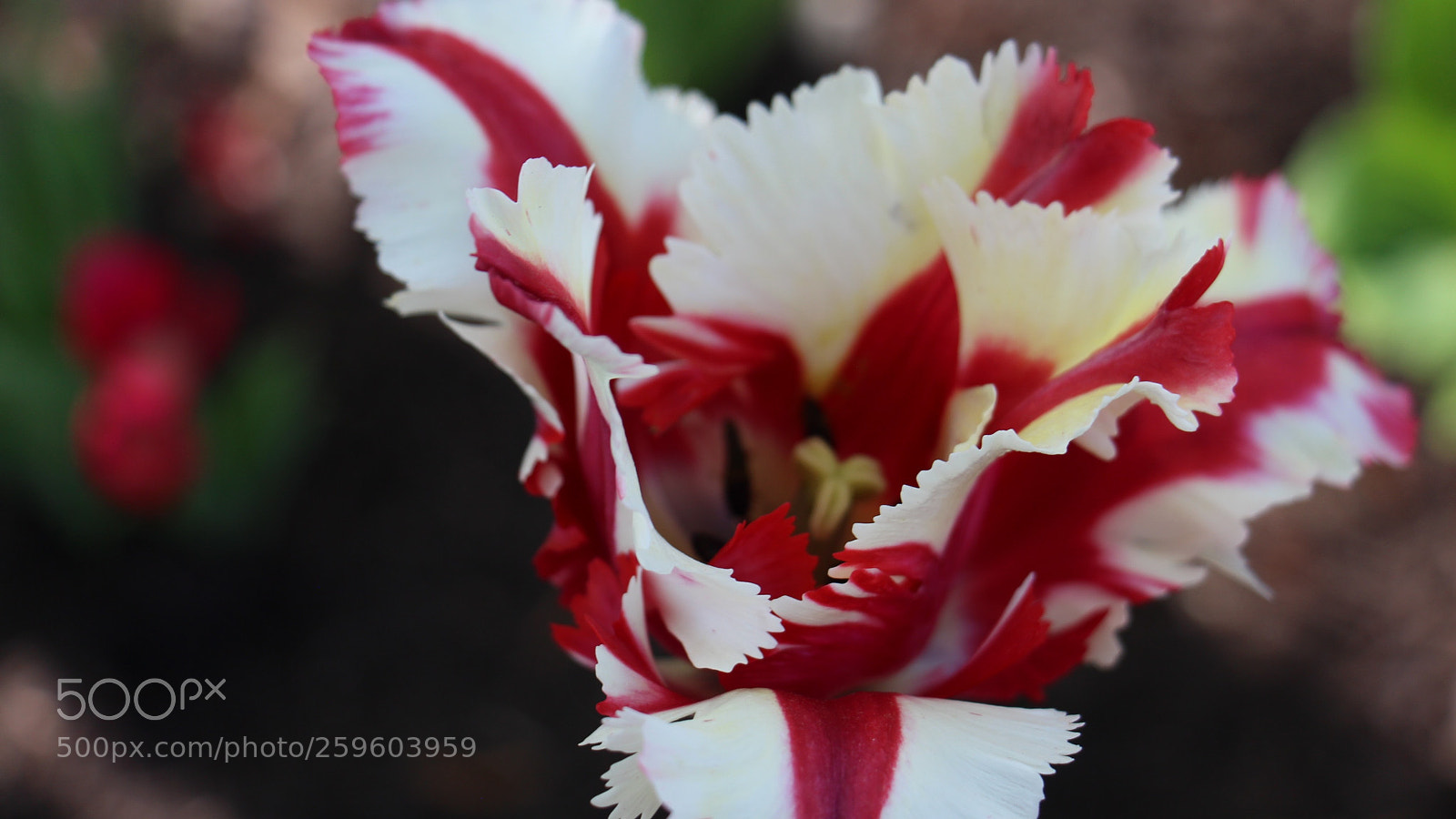 Canon EOS 650D (EOS Rebel T4i / EOS Kiss X6i) sample photo. Img photography