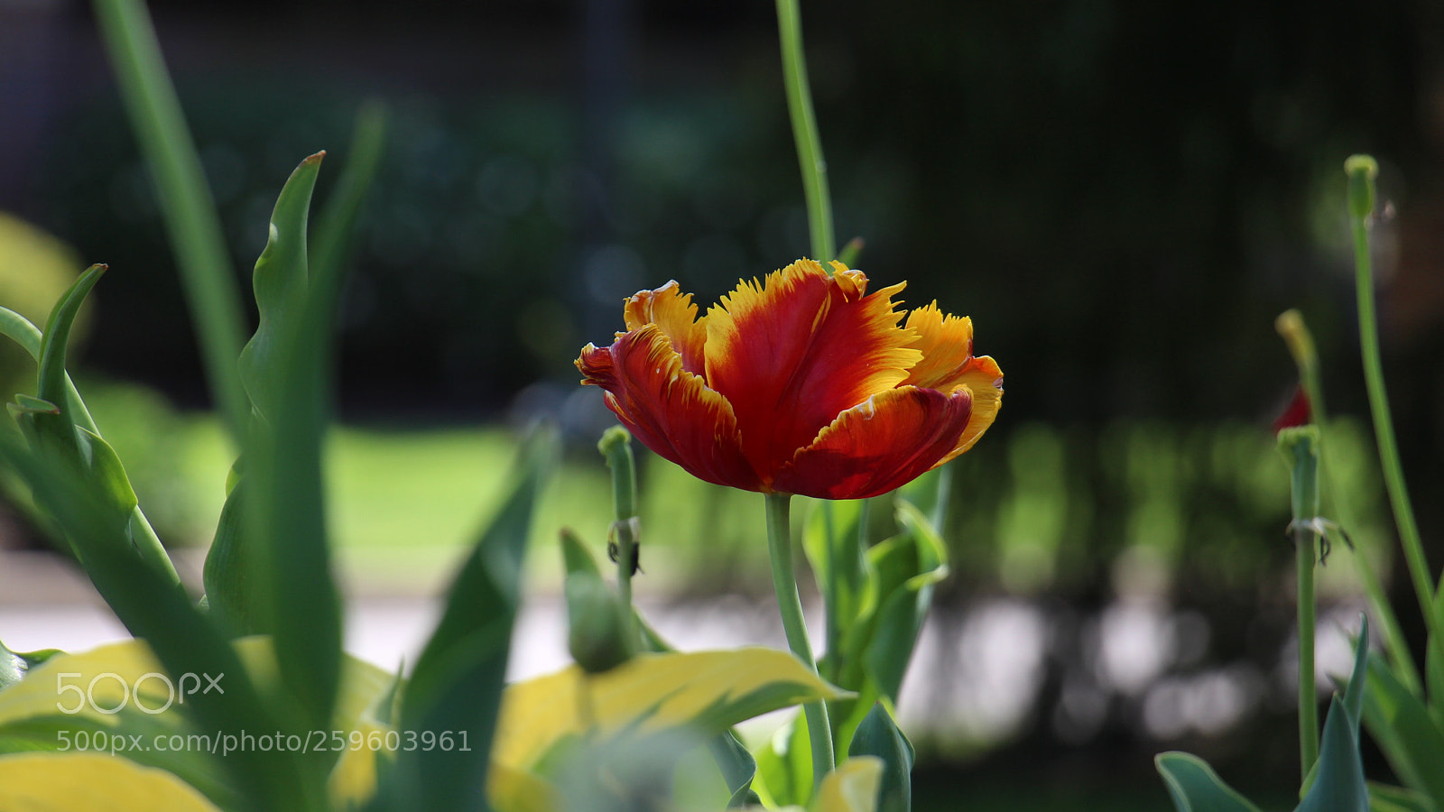 Canon EOS 650D (EOS Rebel T4i / EOS Kiss X6i) sample photo. Img photography