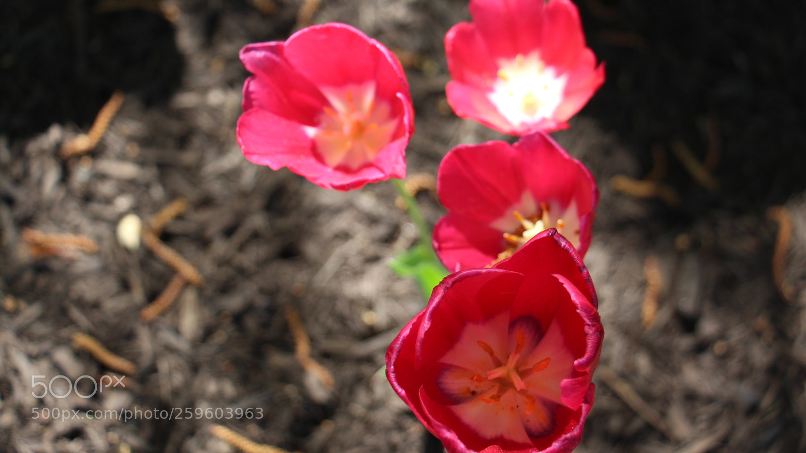 Canon EOS 650D (EOS Rebel T4i / EOS Kiss X6i) sample photo. Img photography
