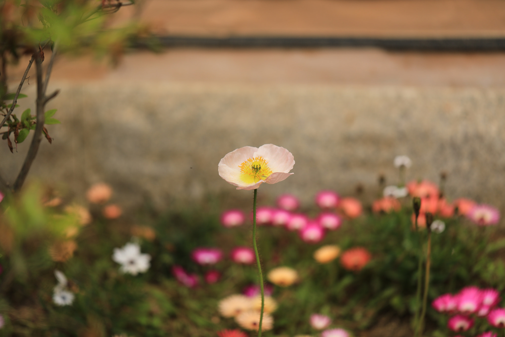 Canon EF 100mm F2.8L Macro IS USM sample photo. Poppy photography