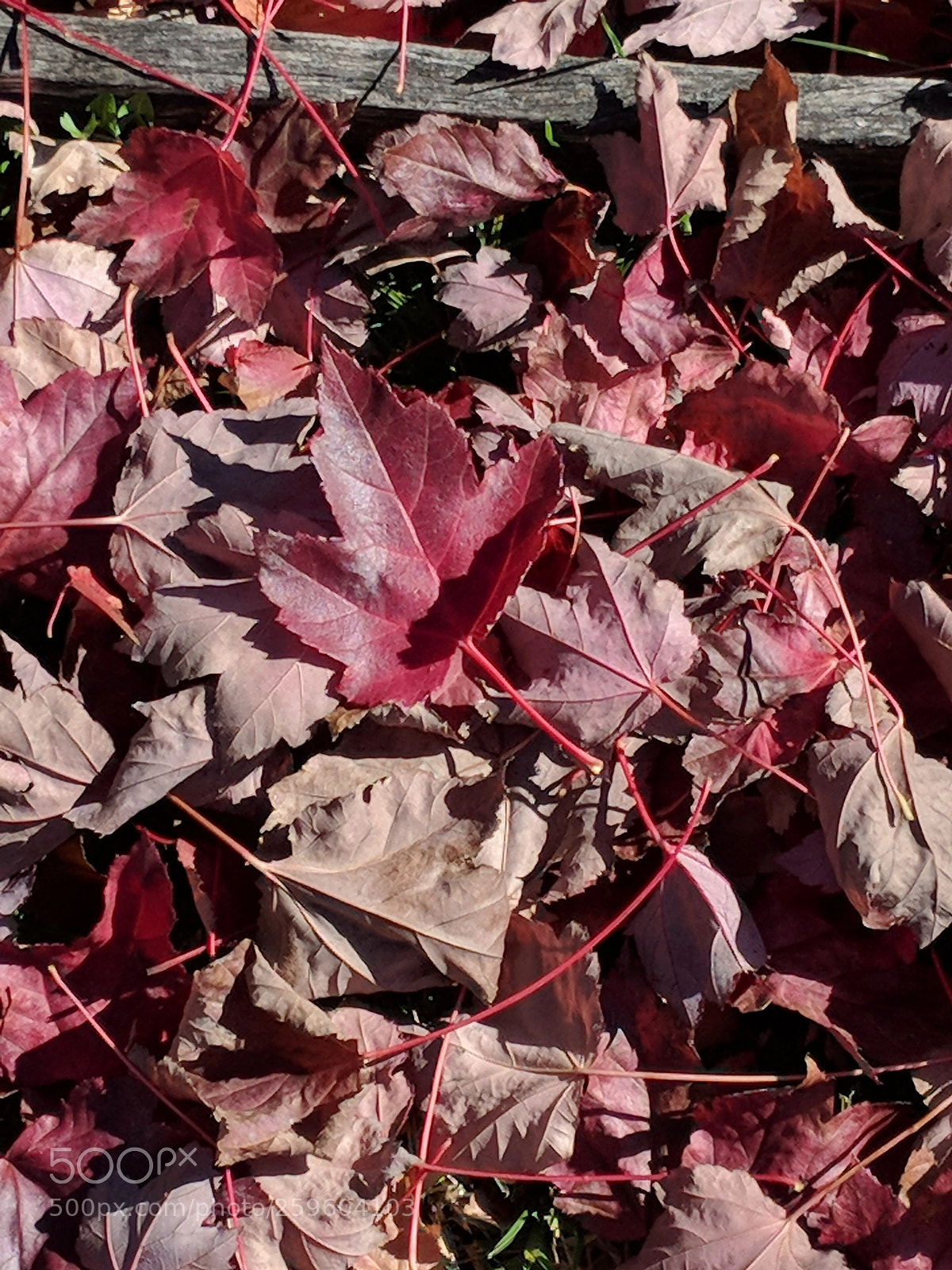 Google Pixel 2 XL sample photo. Fall colour photography