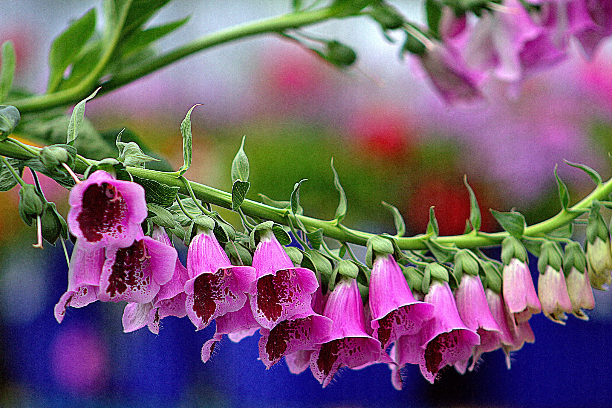 Canon EF 75-300mm f/4-5.6 sample photo. 20180525013 photography