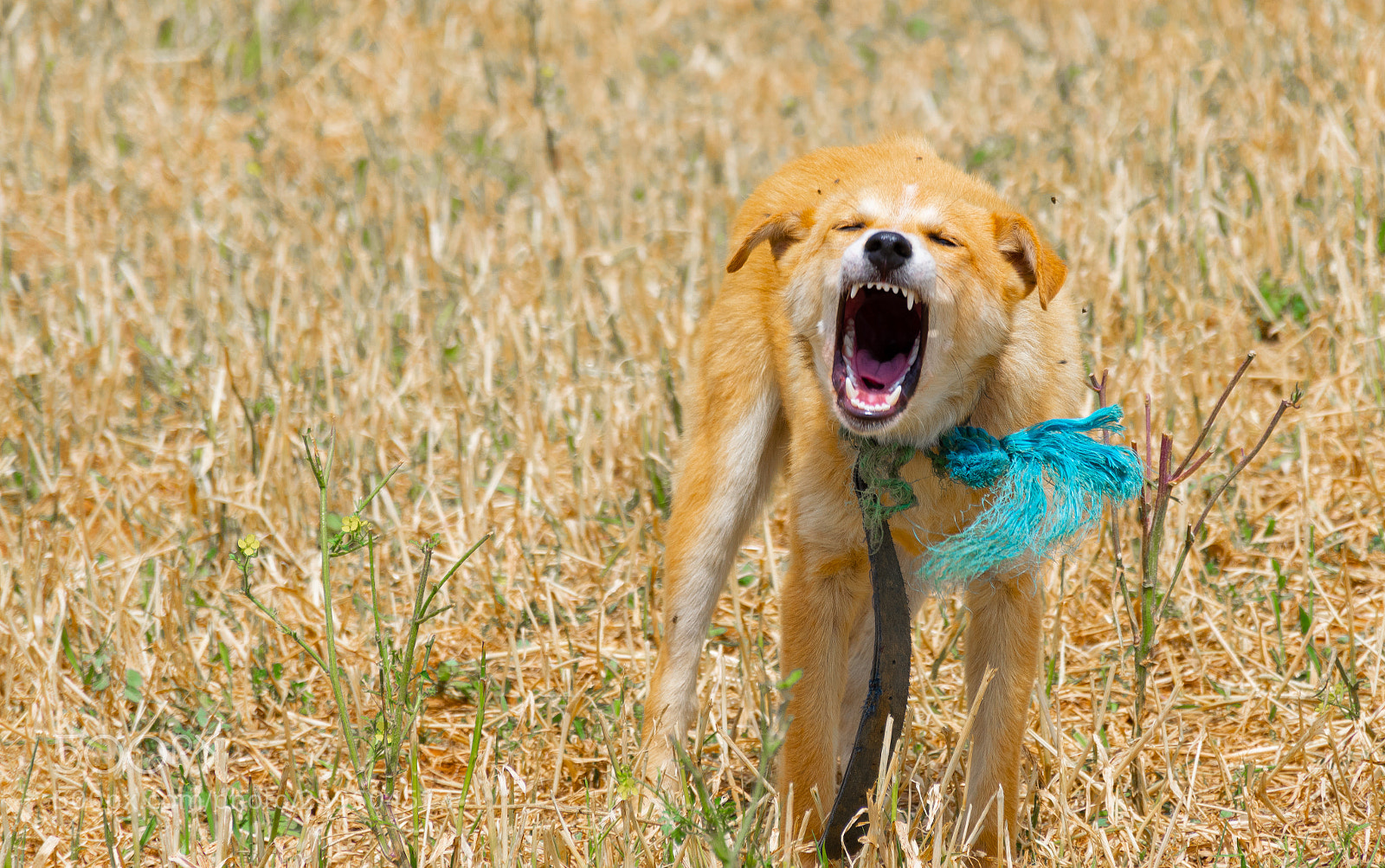 Nikon D5300 sample photo. Poor dog photography