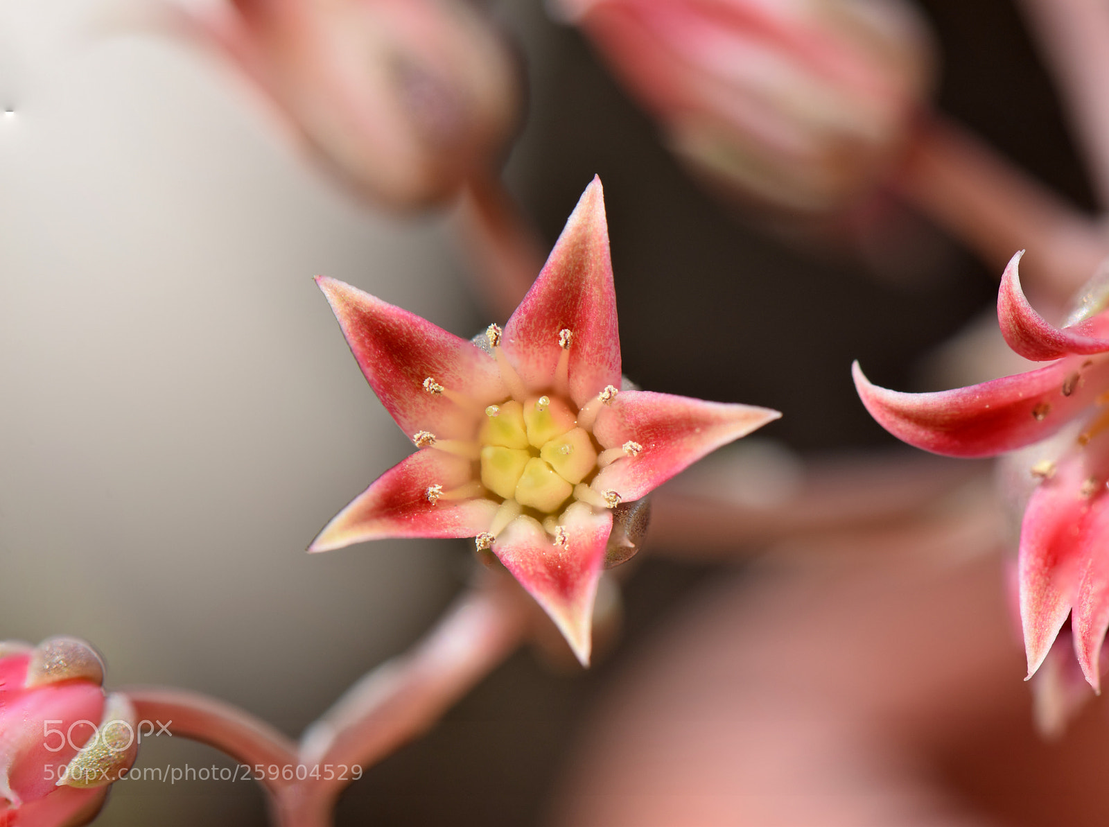 Nikon D5300 sample photo. Graptoveria silver star photography