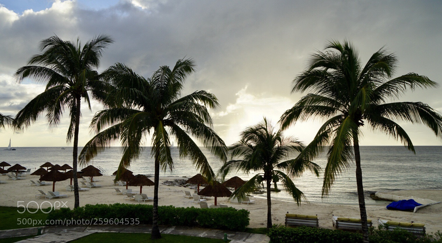 Sony a7 II sample photo. The palm tree afternoon photography