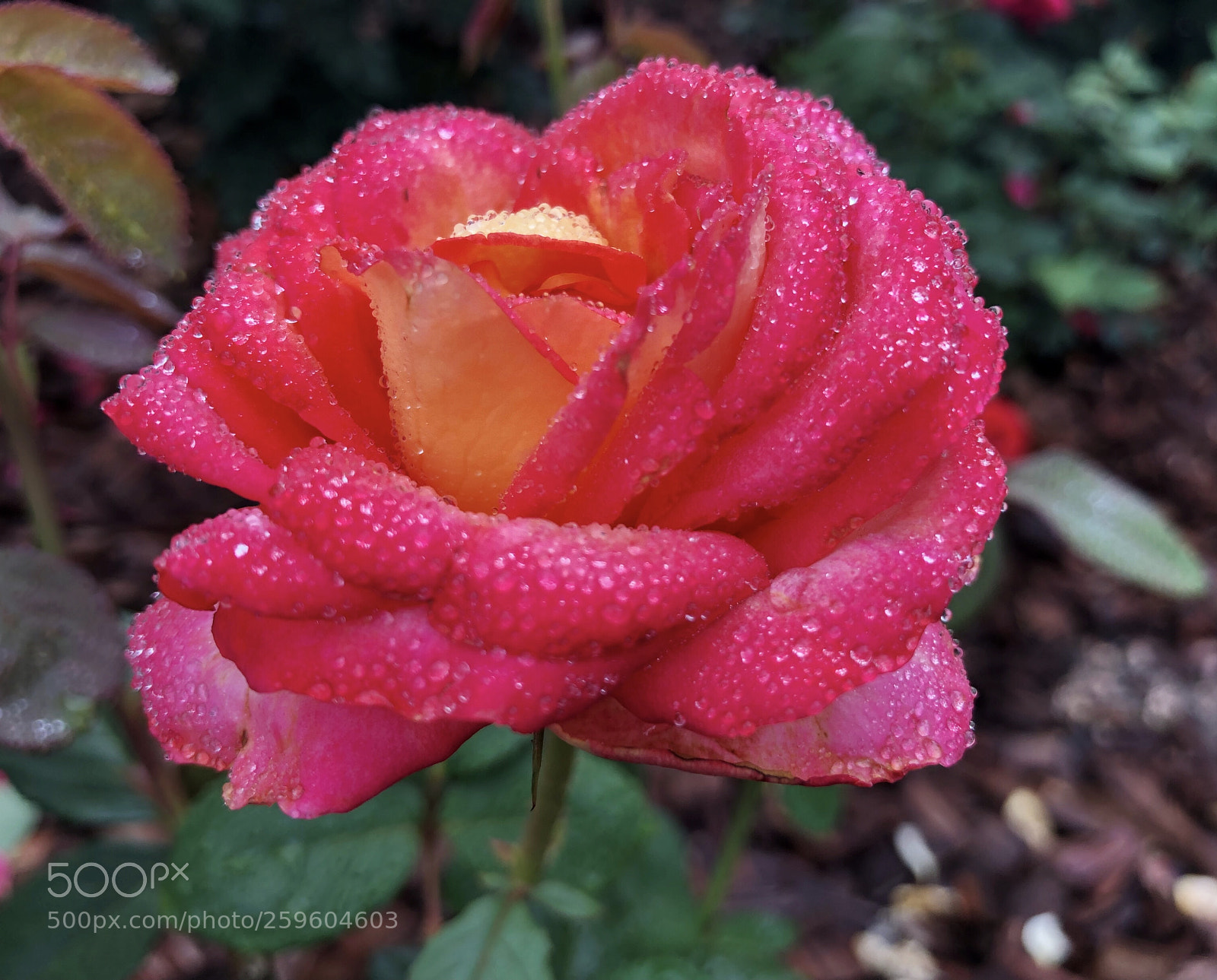 Apple iPhone X sample photo. Untitled photography