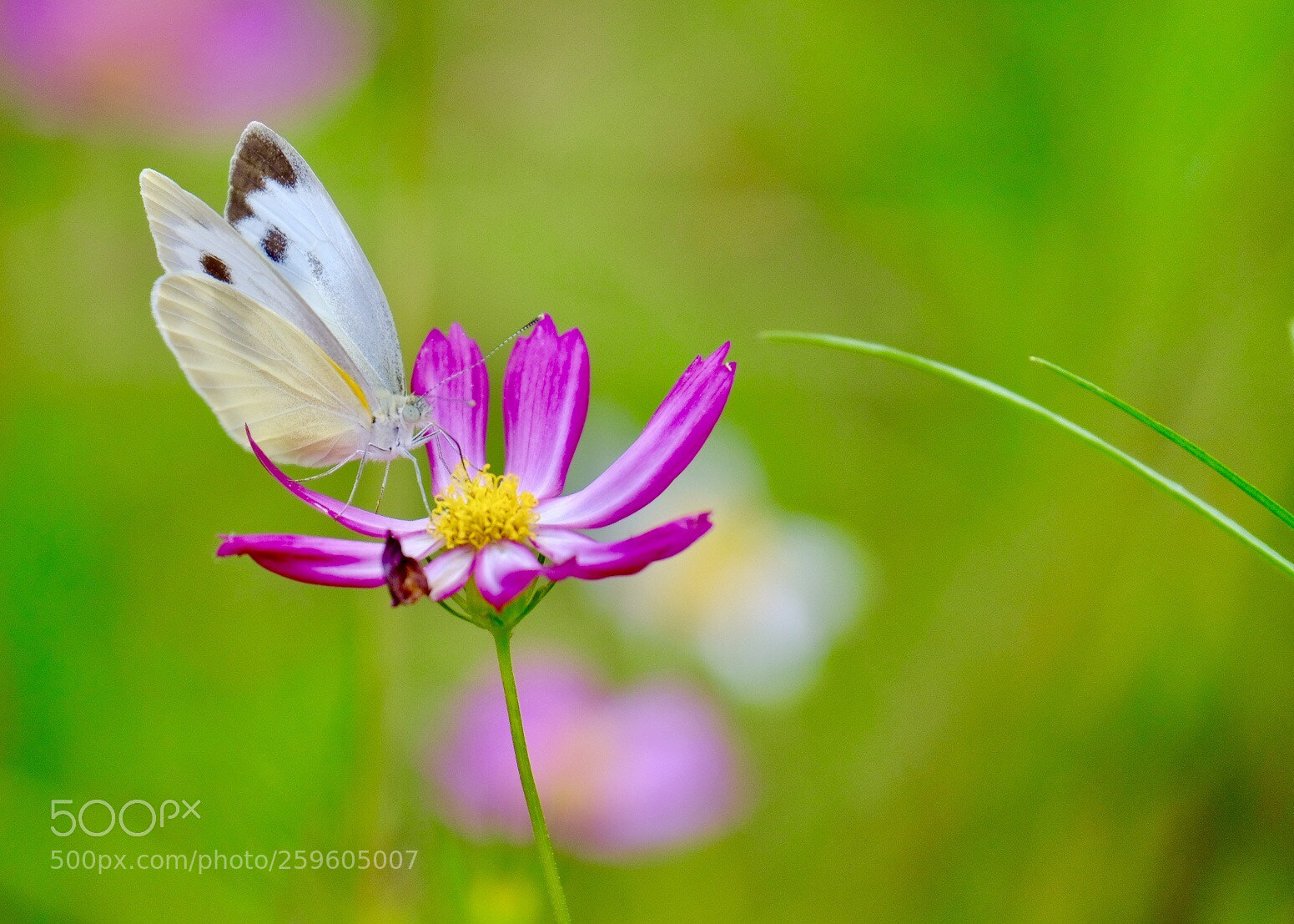 Fujifilm X-H1 sample photo. Pieridae photography