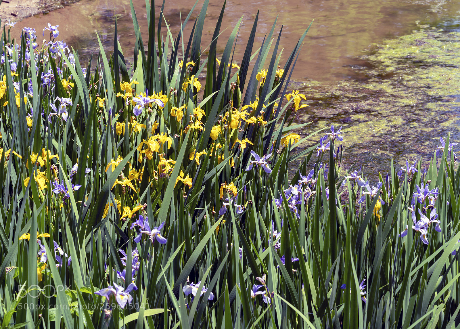 Sony a7R III sample photo. Iris flowers at dawson photography