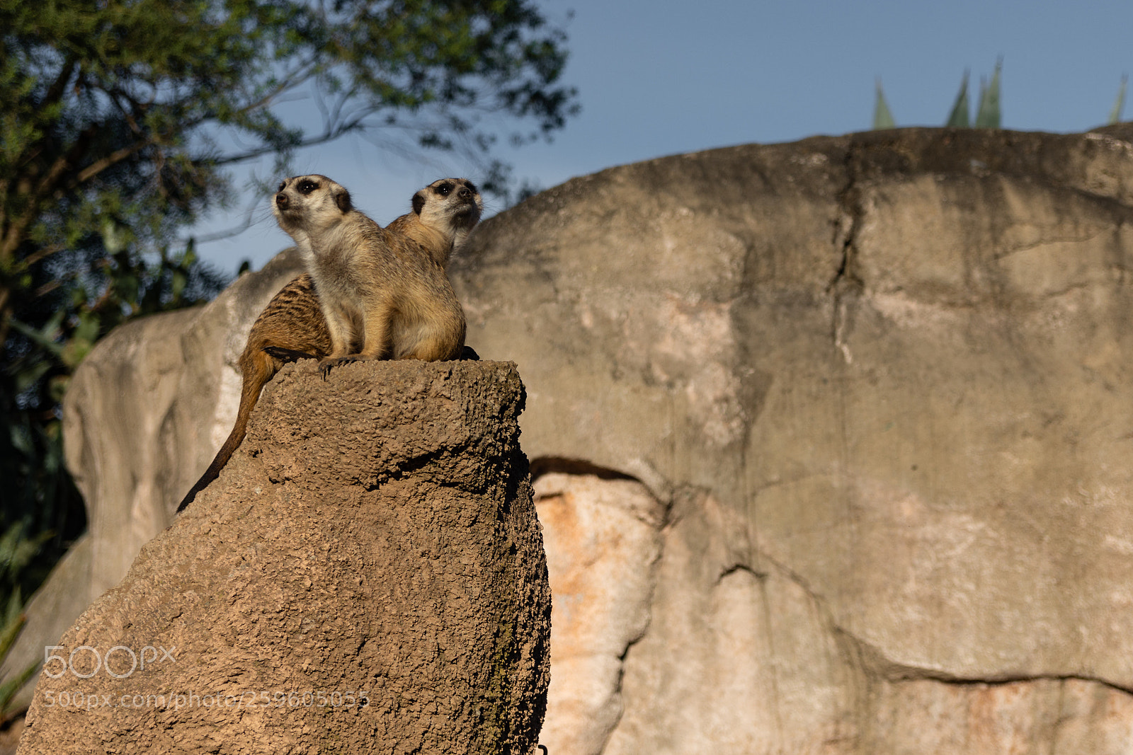 Nikon D7200 sample photo. Suricata photography