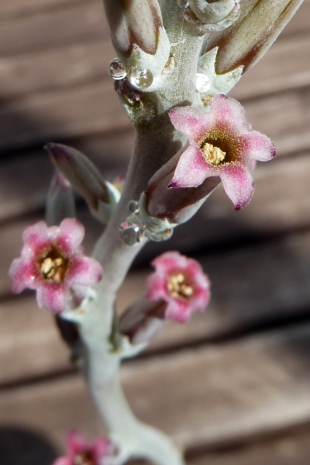 Leica V-Lux 20 sample photo. Adromischus cooperi var. festivus photography