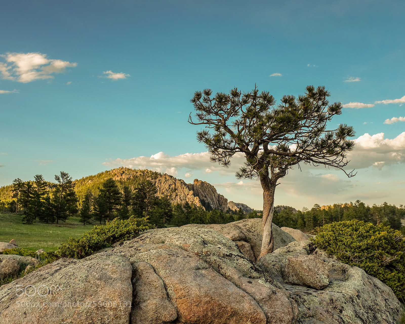 Fujifilm X100S sample photo. Lone tree photography