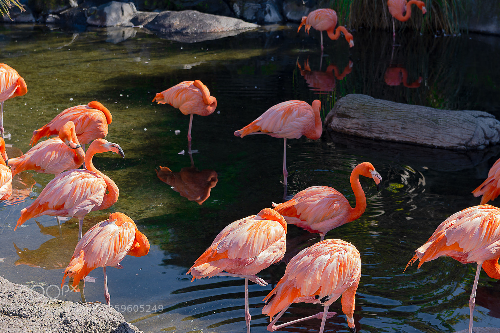 Nikon D7200 sample photo. Flamencos photography