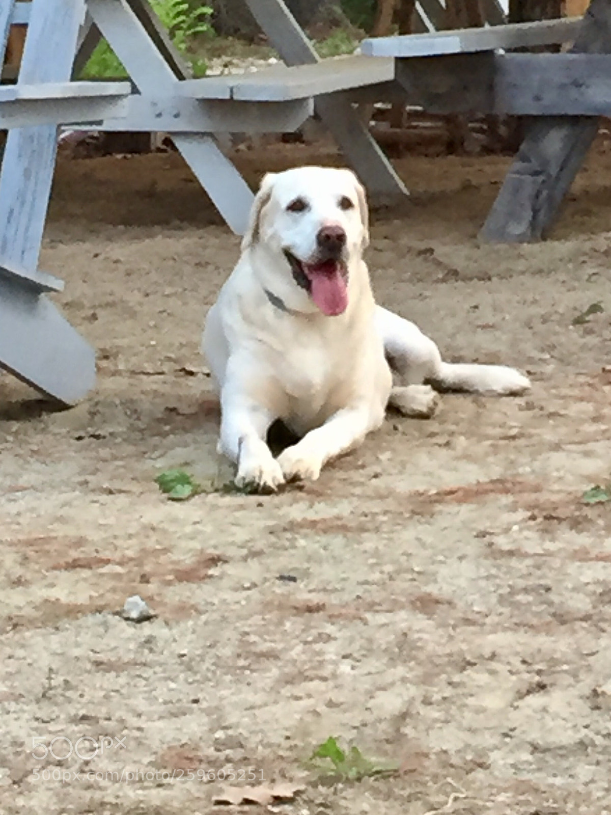 Apple iPhone 6 sample photo. Max relaxing at camp photography