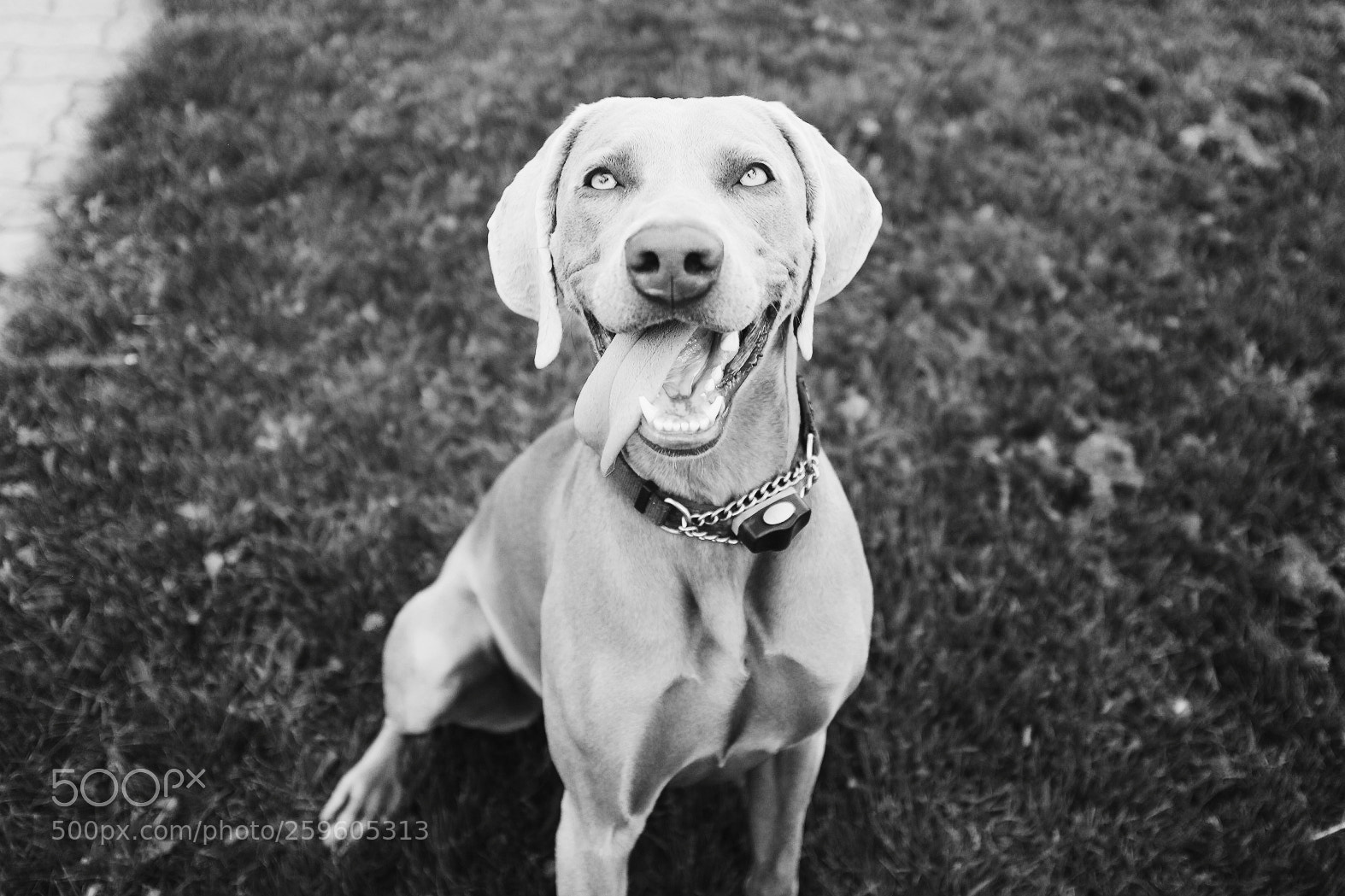 Fujifilm X100T sample photo. Gracie photography