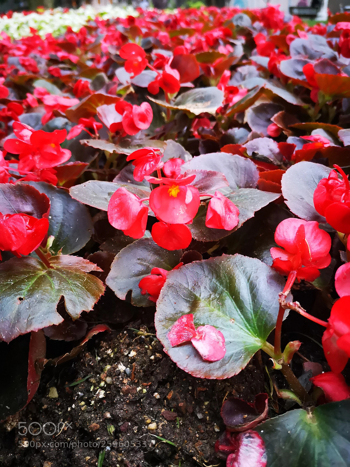 HUAWEI P20 sample photo. Flowers photography