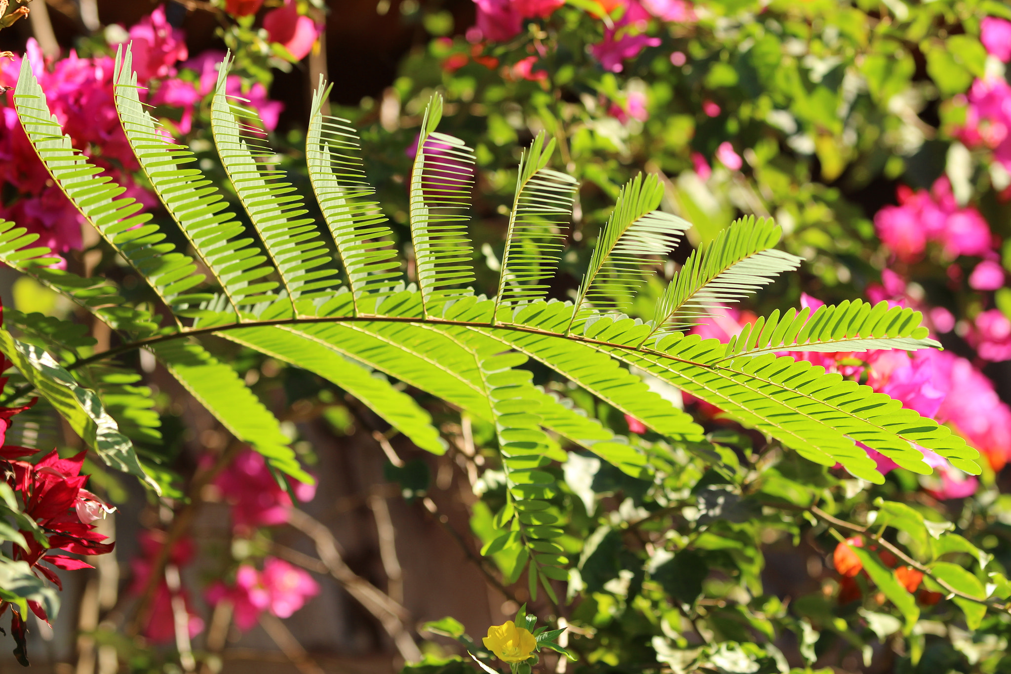 Canon EOS 1300D (EOS Rebel T6 / EOS Kiss X80) sample photo. Green leaf... photography