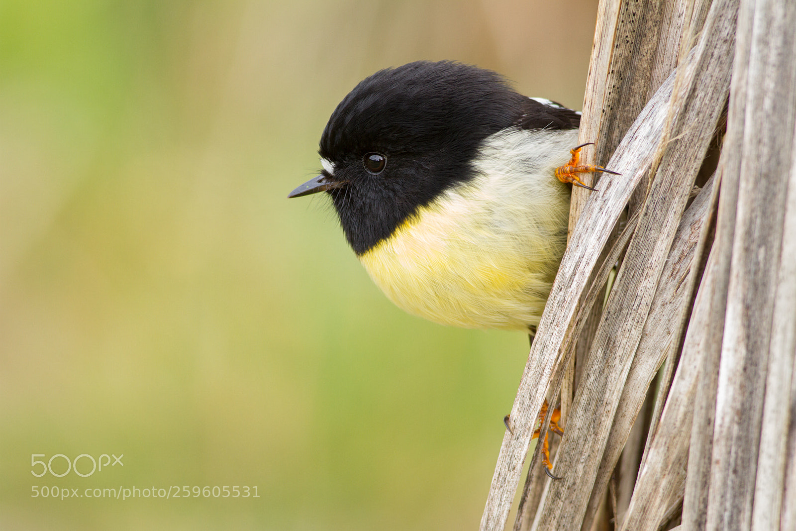 Canon EOS 7D sample photo. Tomtit on cabbage tree (2) photography