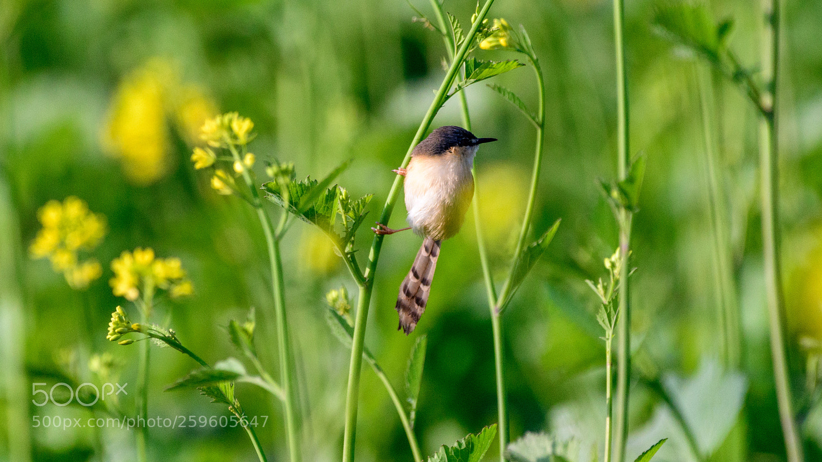 Nikon D500 sample photo. Ashy prinia photography