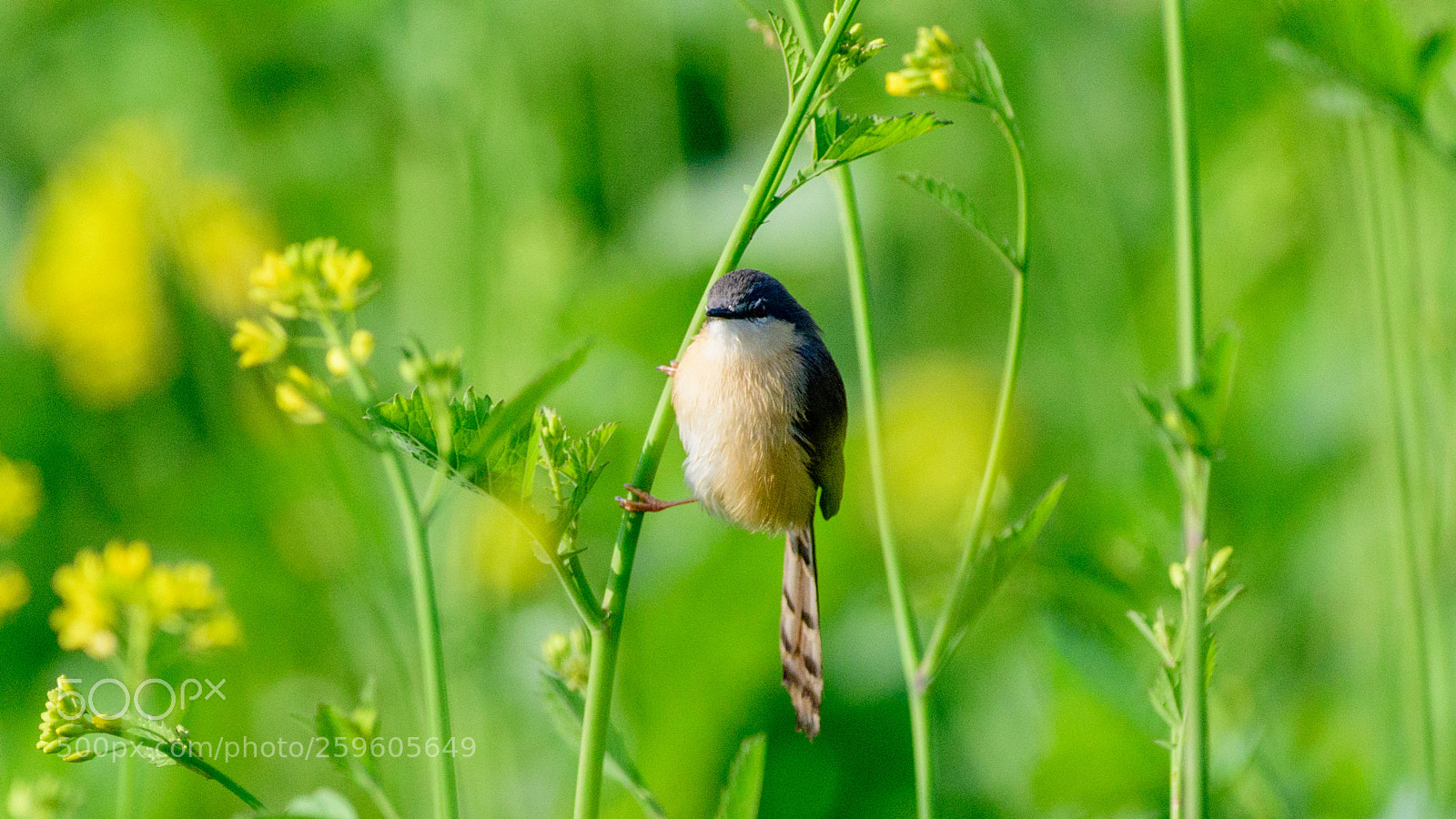 Nikon D500 sample photo. Ashy prinia photography