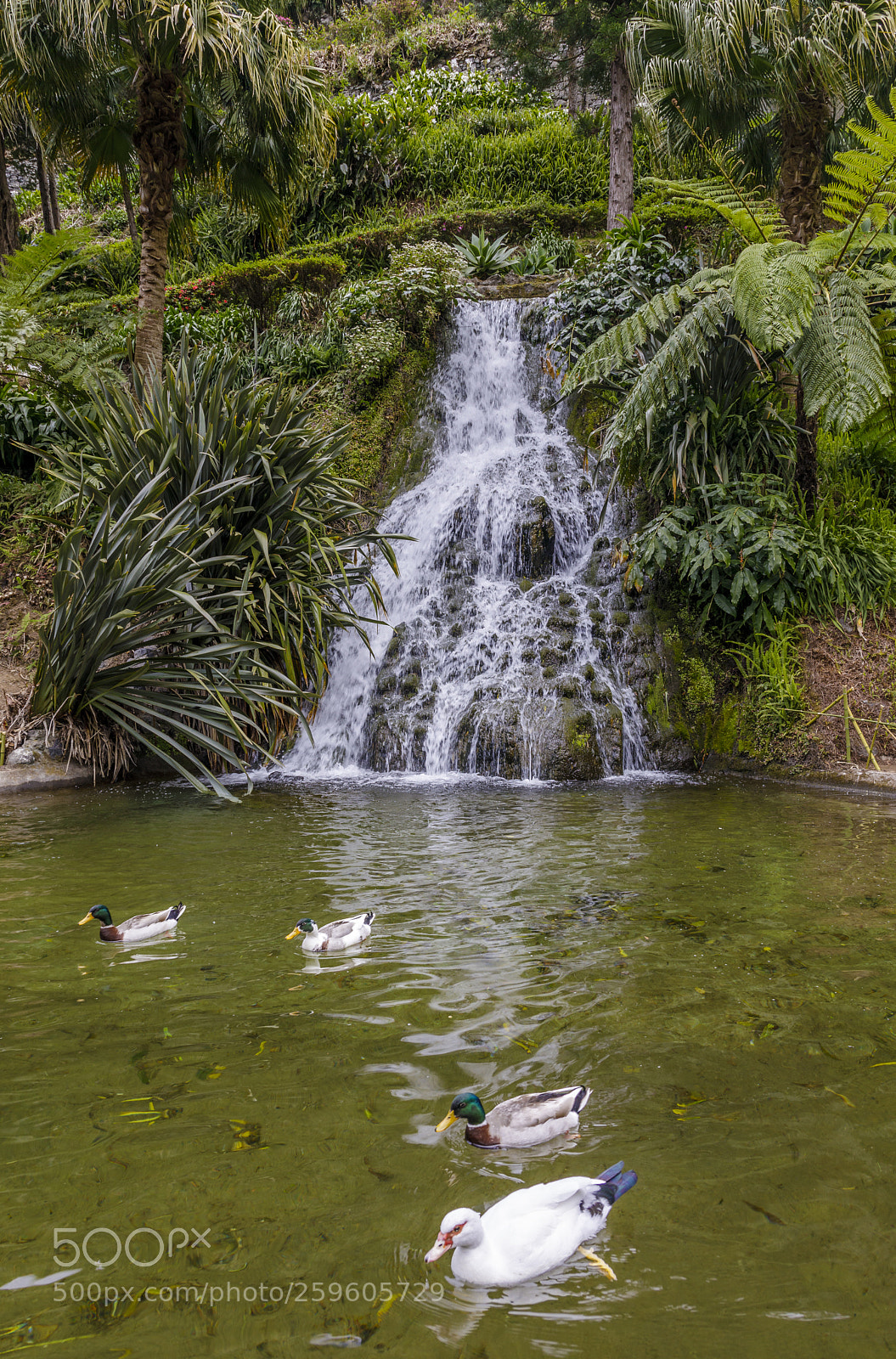 Canon EOS 5D Mark IV sample photo. A ores-s o miguel-botanical photography