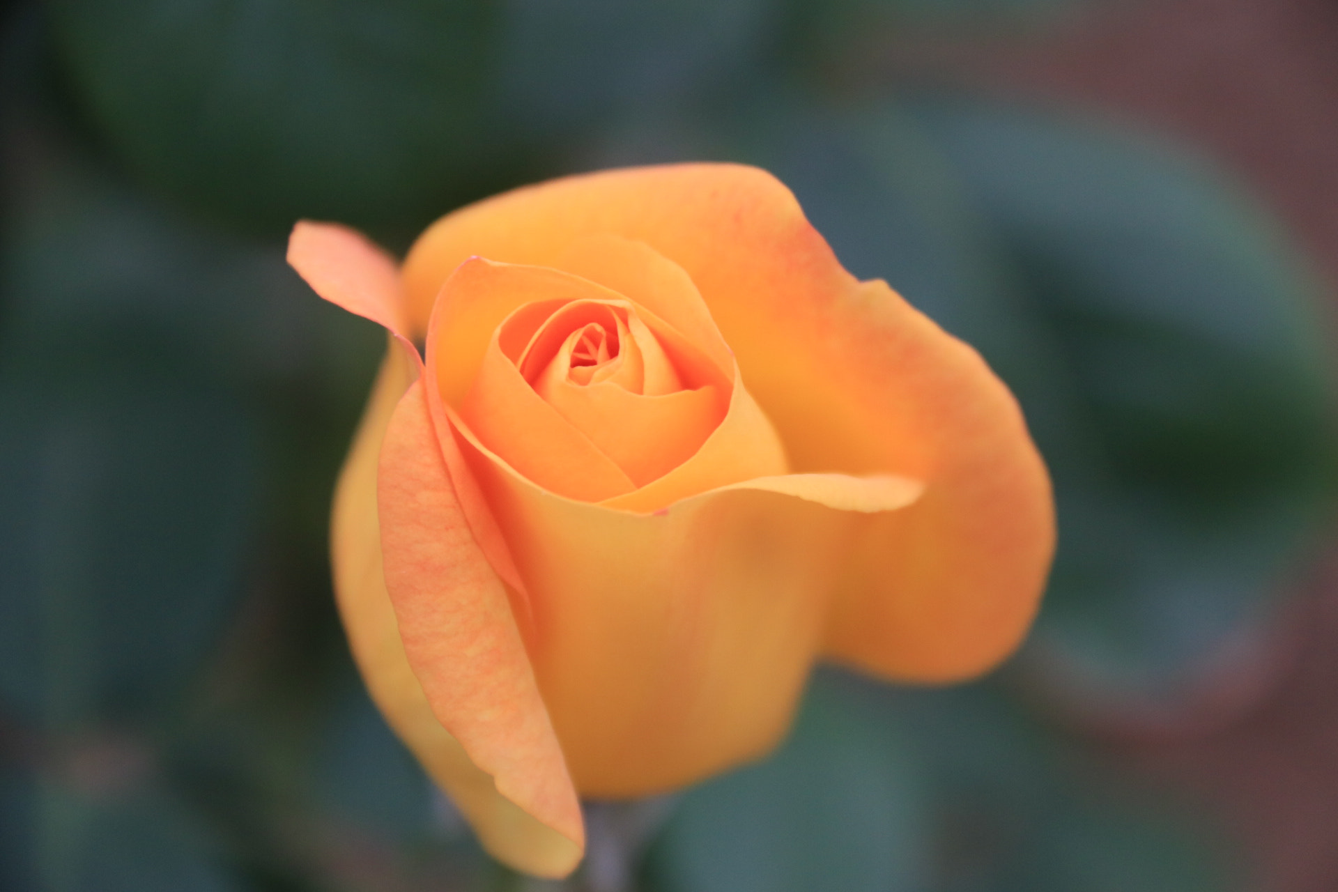 Canon EF-S 18-200mm F3.5-5.6 IS sample photo