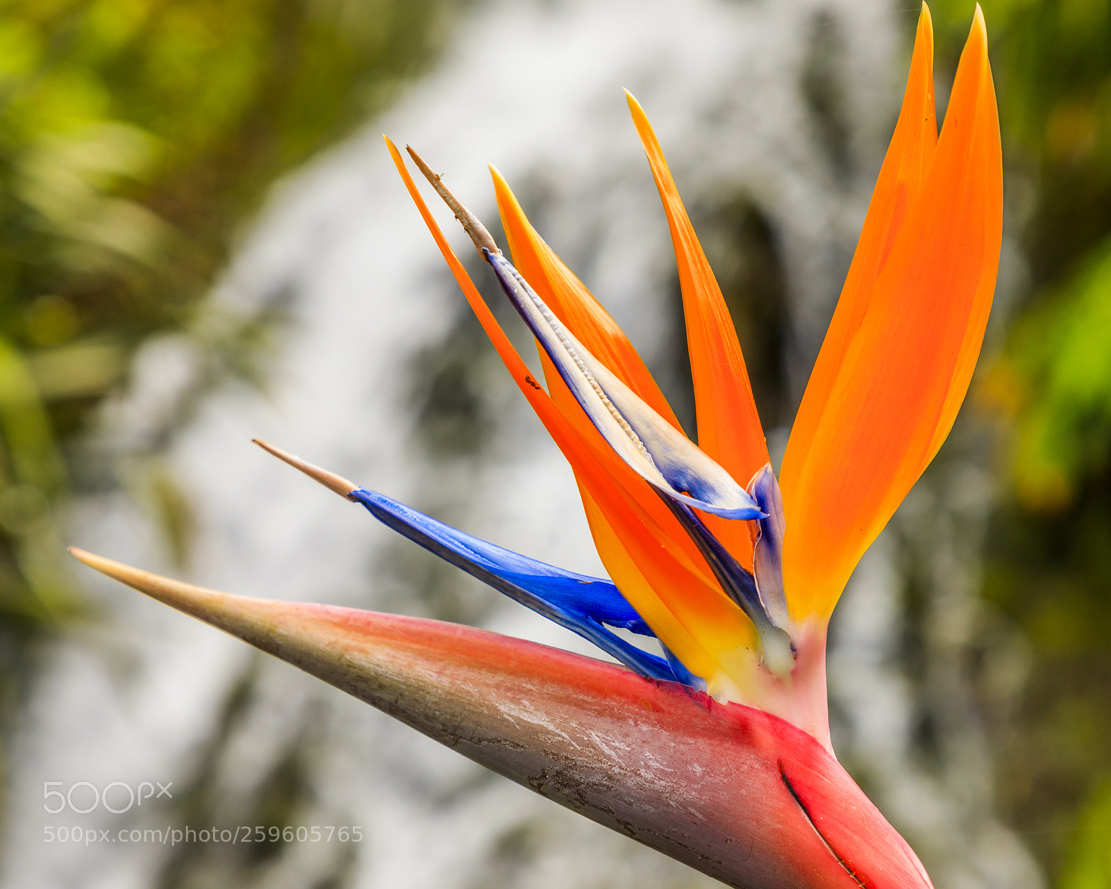 Canon EOS 5D Mark IV sample photo. A ores-s o miguel-botanical photography