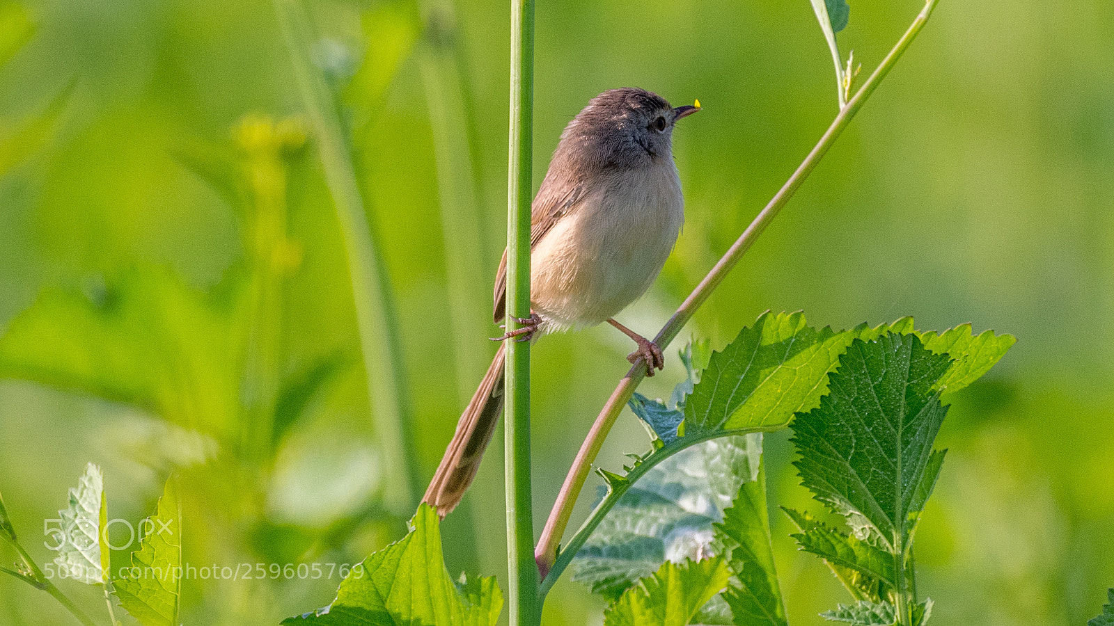 Nikon D500 sample photo. Plain prinia photography