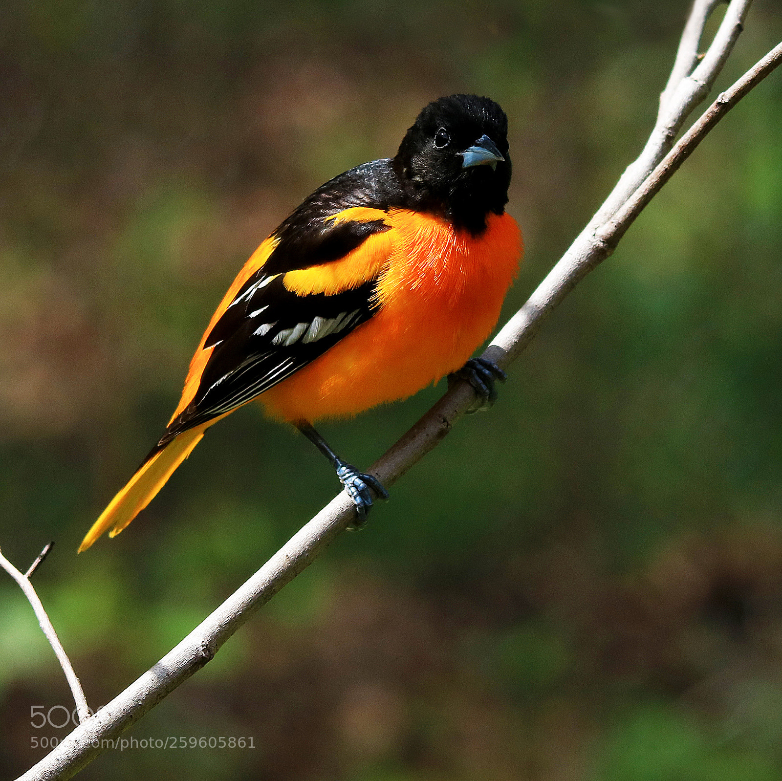 Canon EOS 750D (EOS Rebel T6i / EOS Kiss X8i) sample photo. Baltimore oriole photography