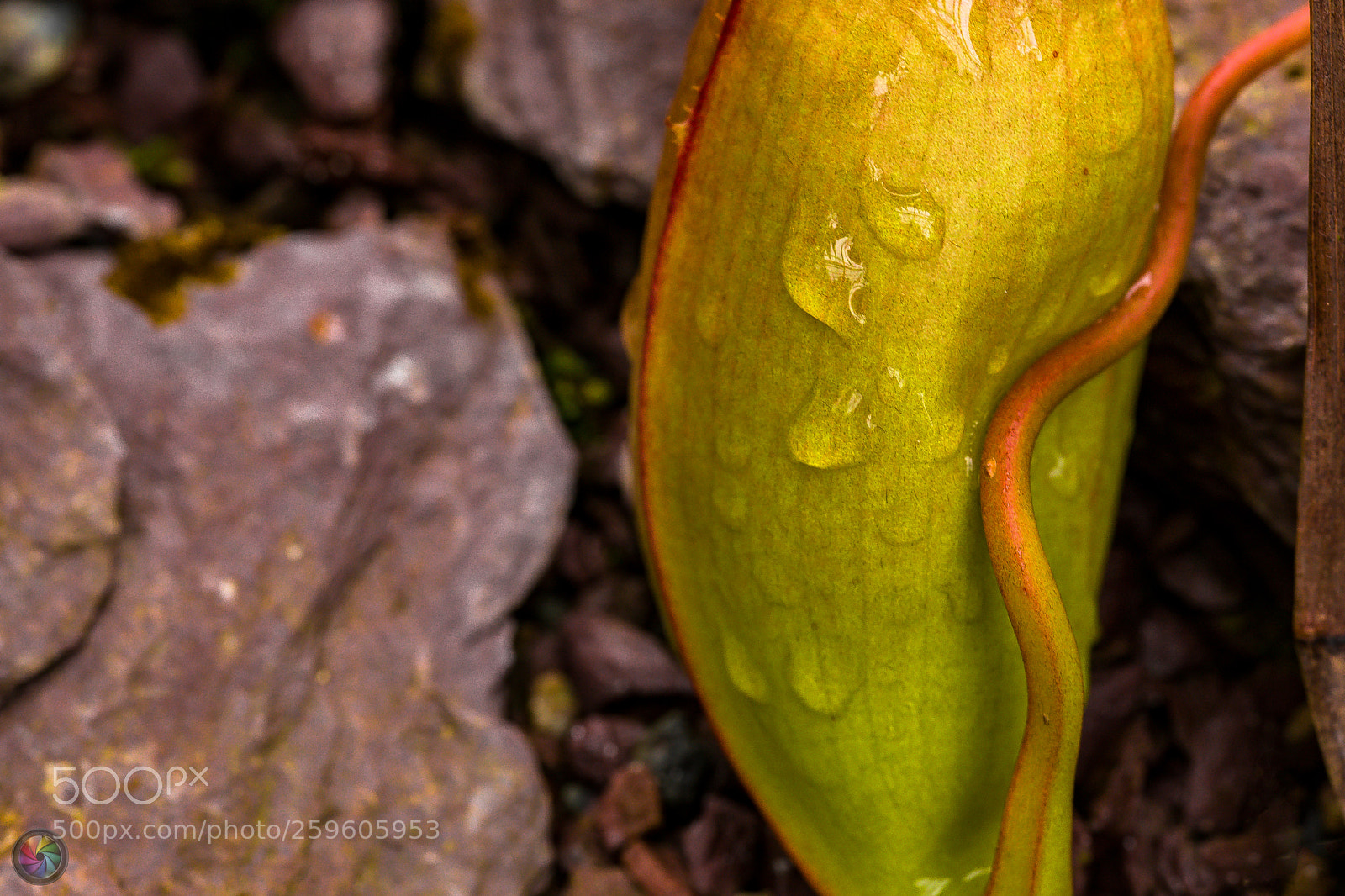 Sony SLT-A99V sample photo. Botanischen gartens st.gallen photography