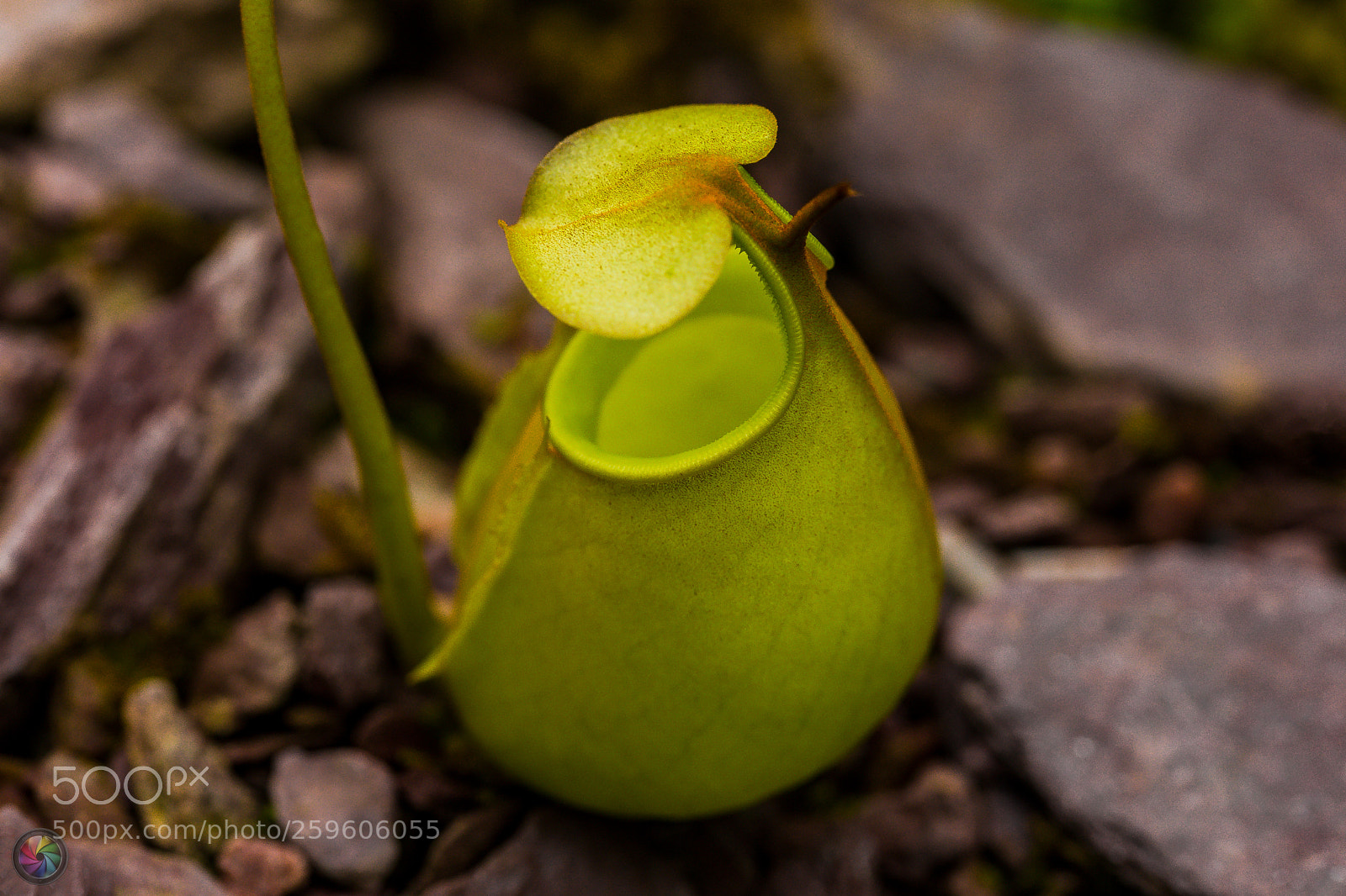 Sony SLT-A99V sample photo. Botanischen gartens st.gallen photography