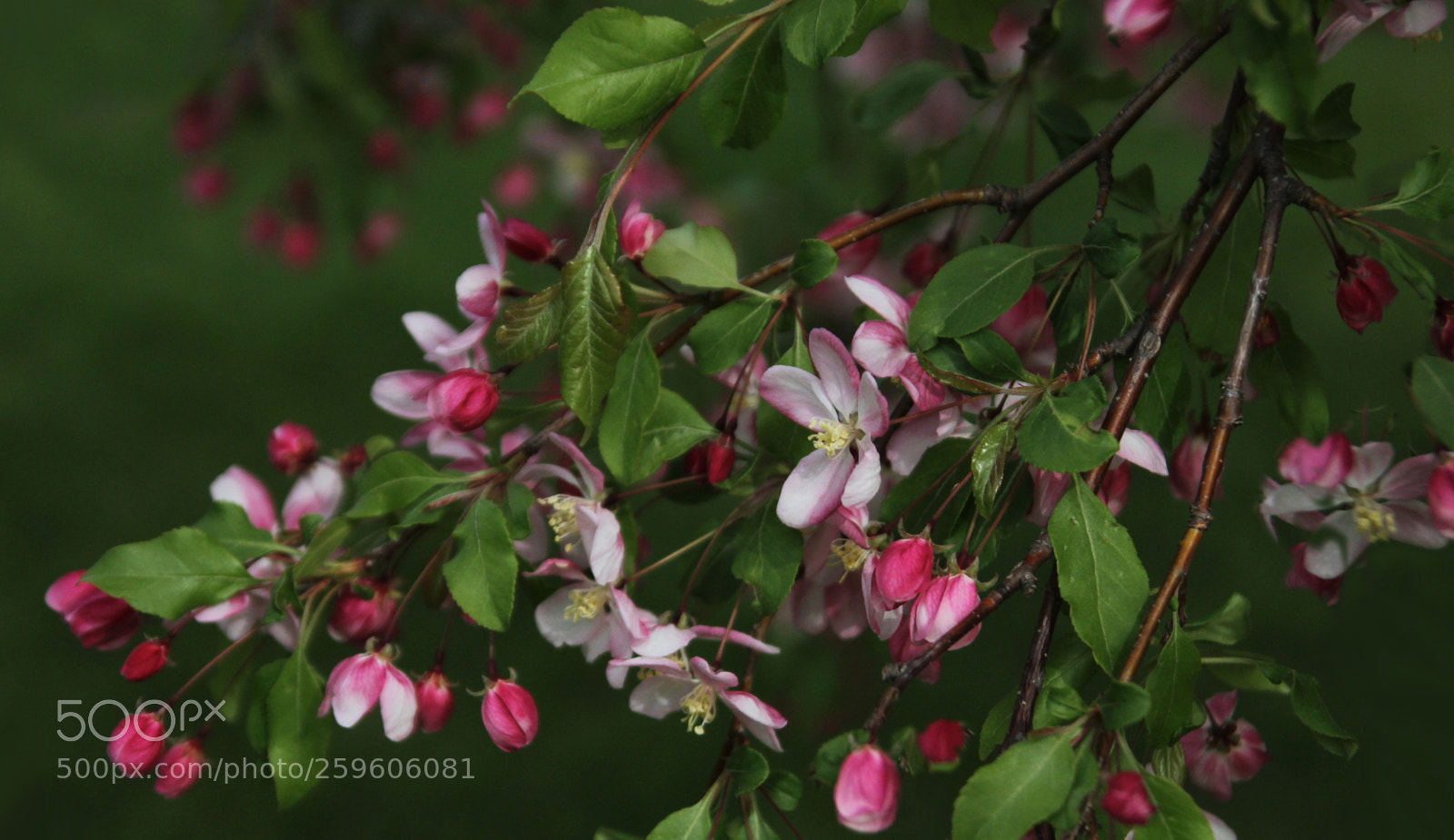 Canon EOS 60D sample photo. Opupu photography