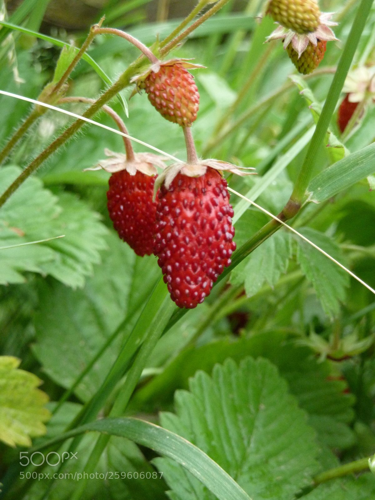 Panasonic Lumix DMC-ZS7 (Lumix DMC-TZ10) sample photo. Strawberries in the garden photography