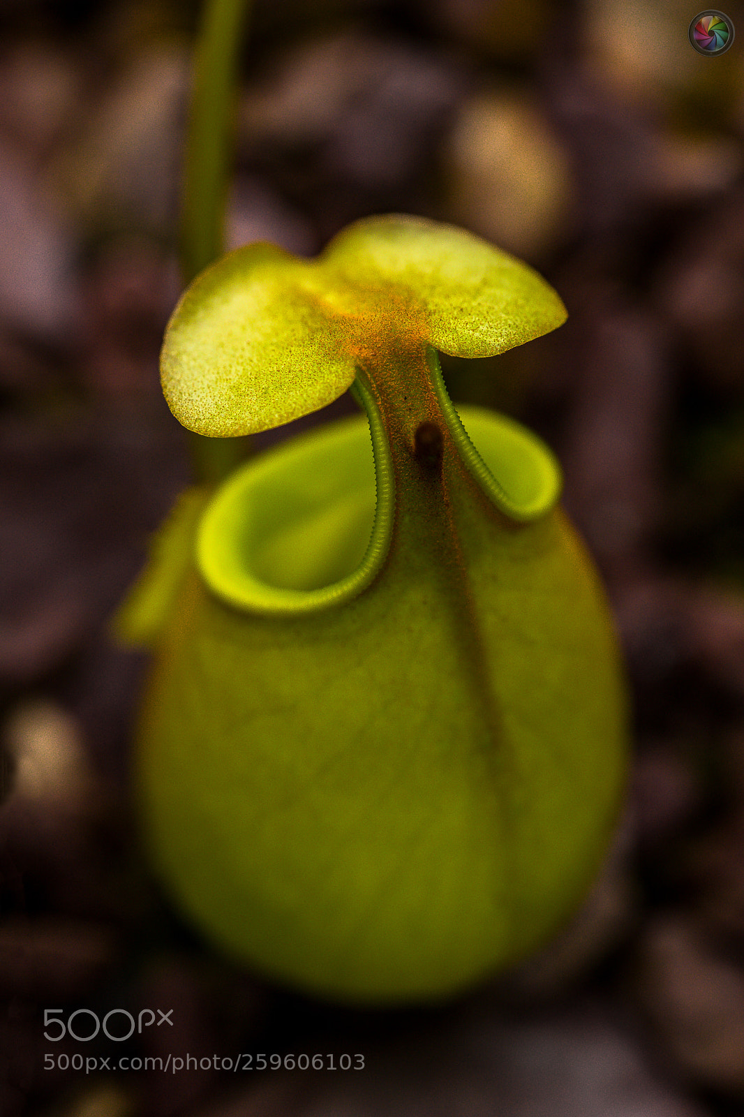 Sony SLT-A99V sample photo. Botanischen gartens st.gallen photography