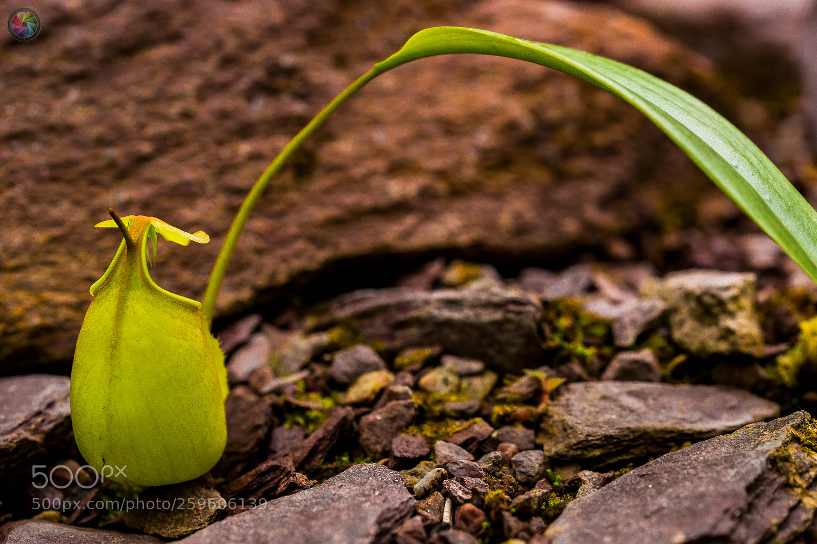 Sony SLT-A99V sample photo. Botanischen gartens st.gallen photography