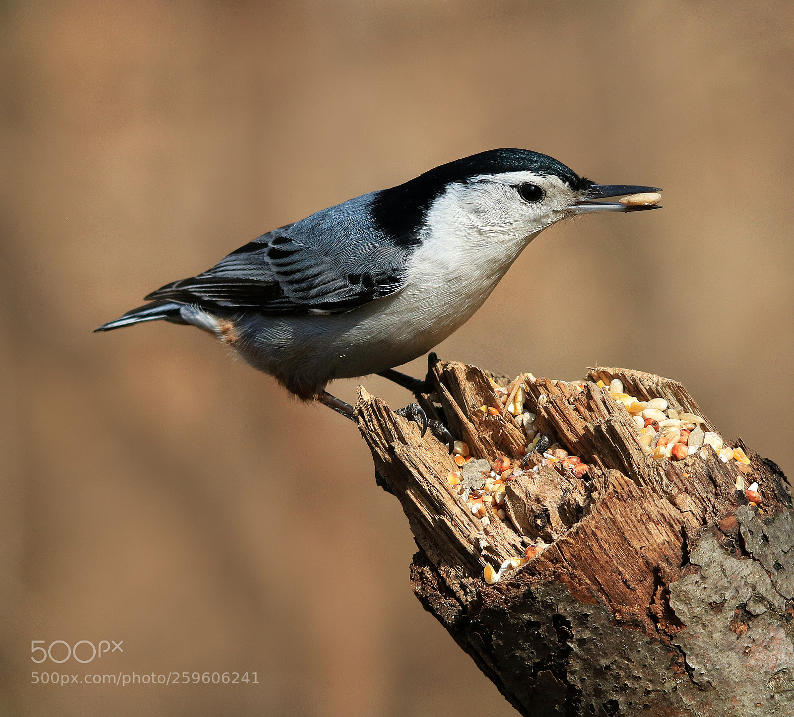 Canon EOS 750D (EOS Rebel T6i / EOS Kiss X8i) sample photo. Nuthatch on log photography