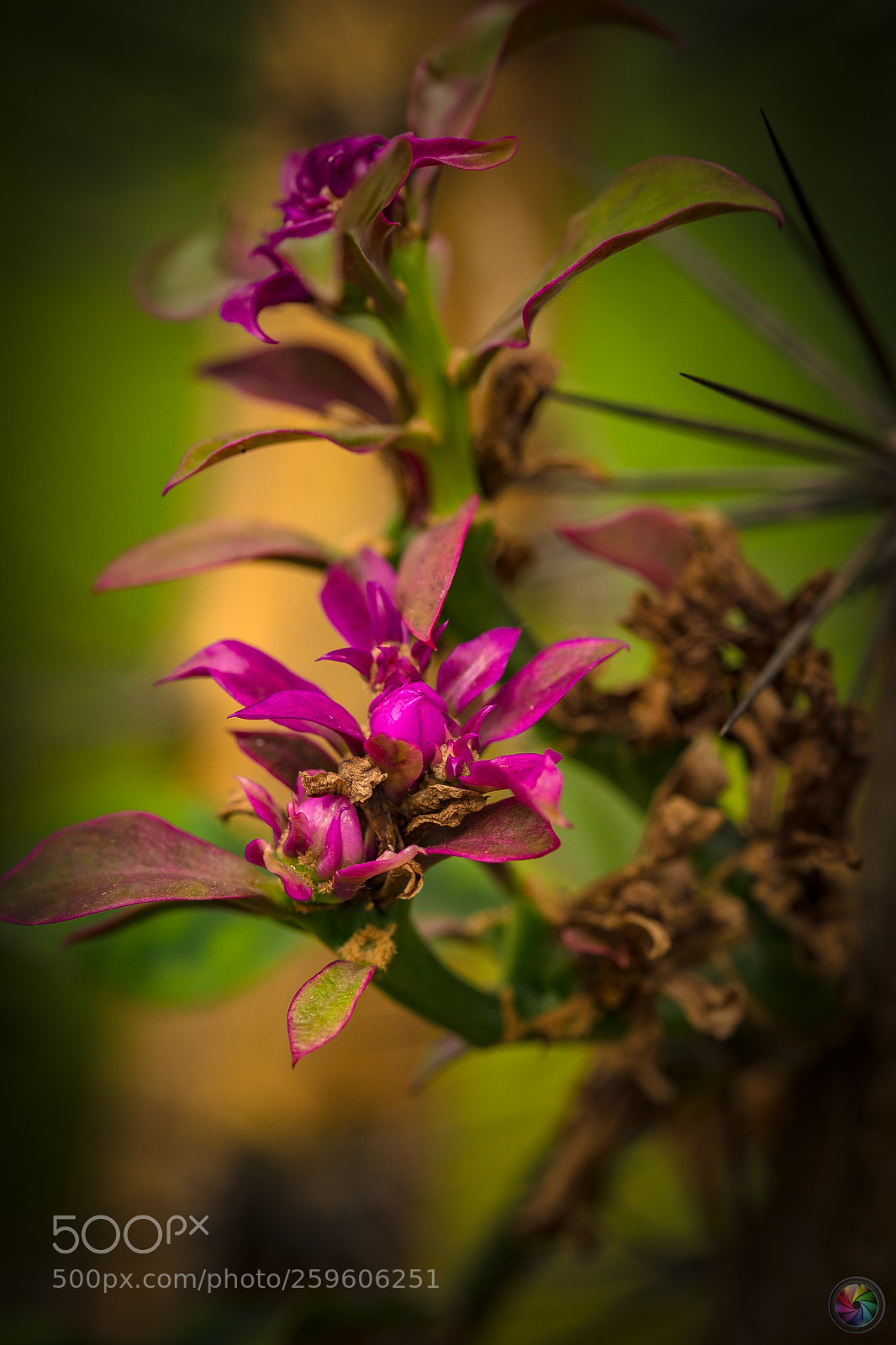 Sony SLT-A99V sample photo. Botanischen gartens st.gallen photography