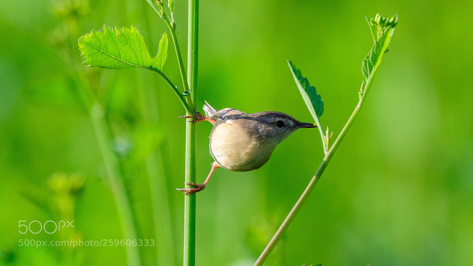 Nikon D500 sample photo. Plain prinia photography