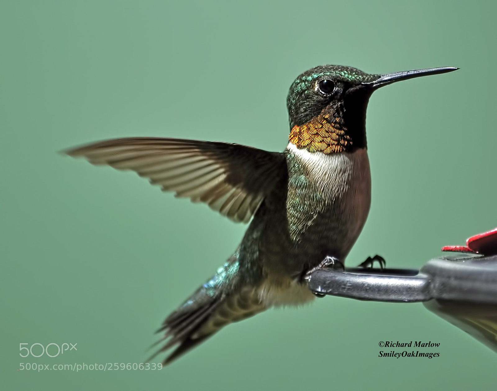 Nikon D5000 sample photo. Hummingbird photography