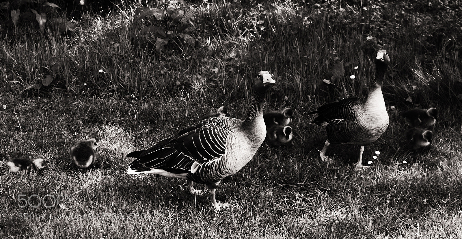 Nikon D3100 sample photo. Blenheim palace photography