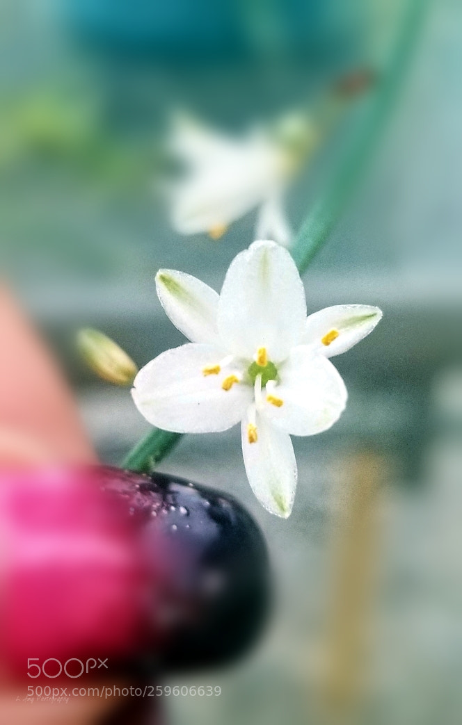 Samsung Galaxy S8 sample photo. Spider plant photography