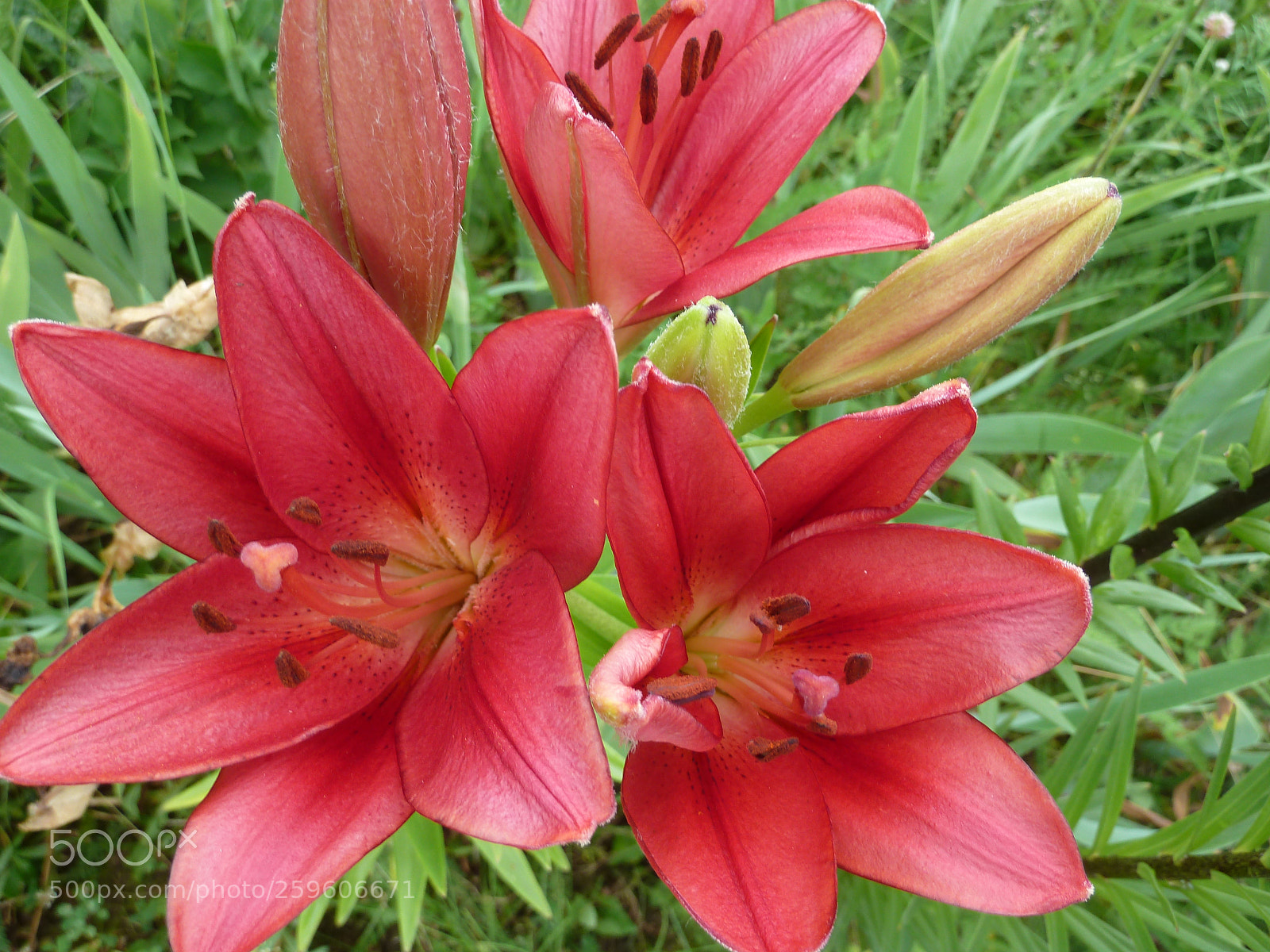 Panasonic Lumix DMC-ZS7 (Lumix DMC-TZ10) sample photo. Beautiful lilies. in the photography
