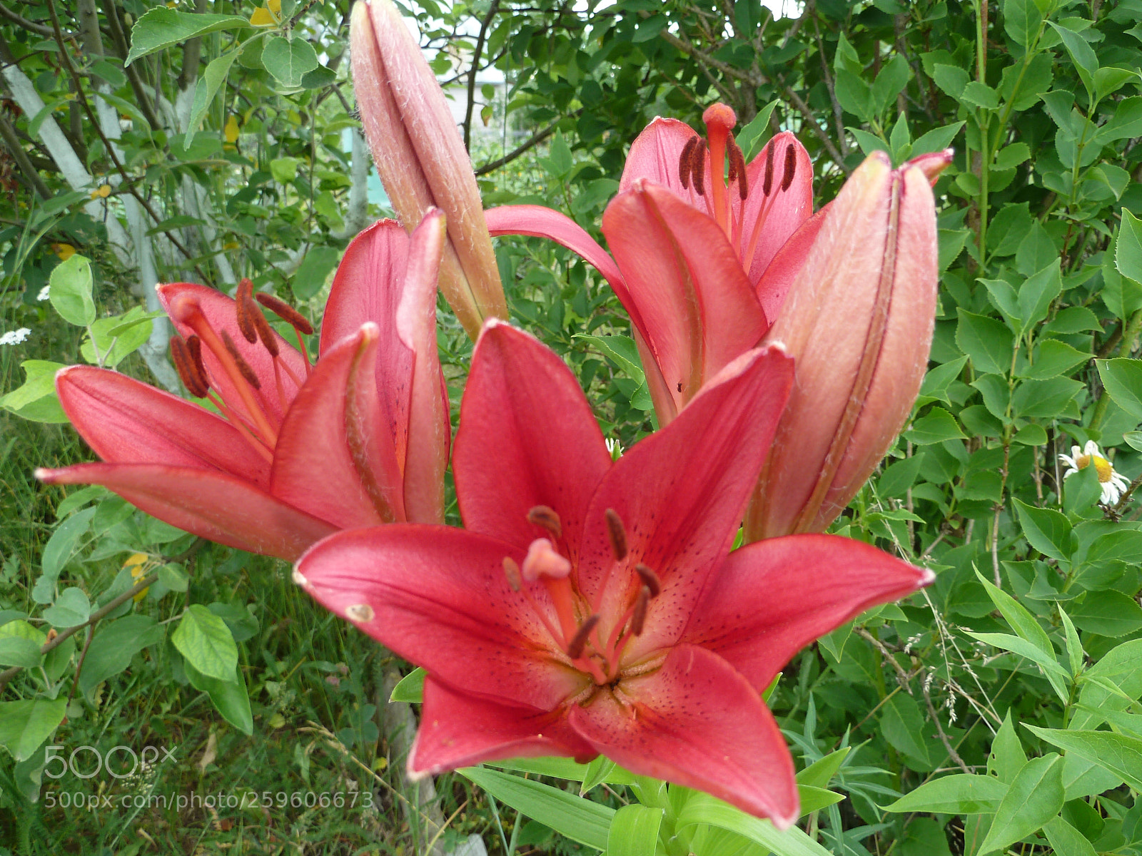 Panasonic Lumix DMC-ZS7 (Lumix DMC-TZ10) sample photo. Beautiful lilies. in the photography