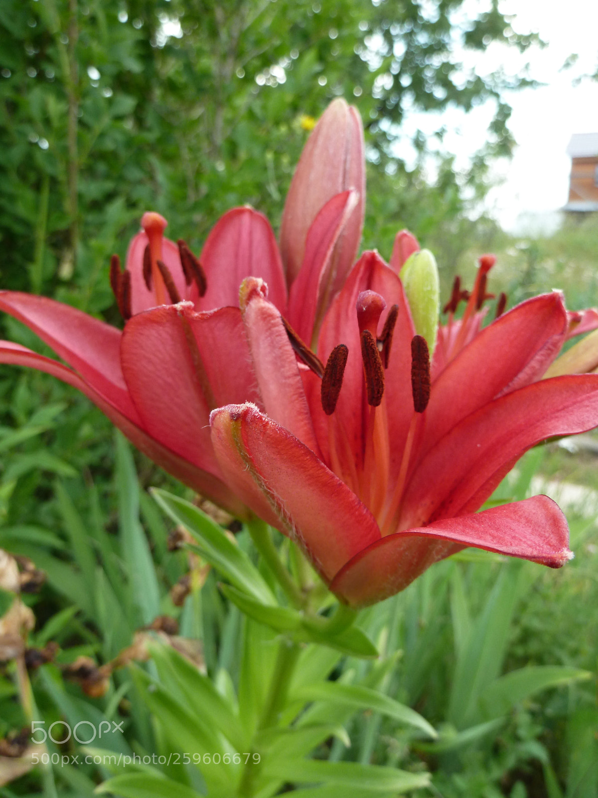 Panasonic Lumix DMC-ZS7 (Lumix DMC-TZ10) sample photo. Beautiful lilies. in the photography