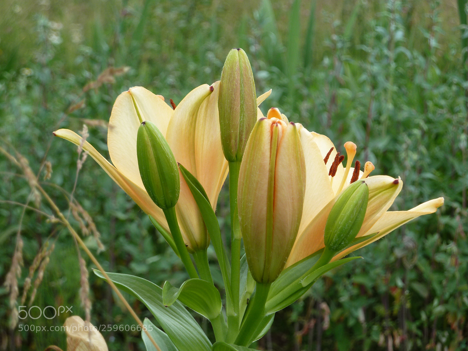 Panasonic Lumix DMC-ZS7 (Lumix DMC-TZ10) sample photo. Beautiful lilies. in the photography